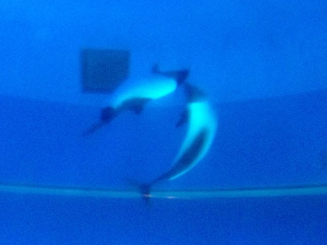 �������ł��B
���������ǂ��� �A�܂������炢�ł����B
������܂����B
�܂��A��ɂ��܂��ˁB_���l�E���i���V�[�p���_�C�X