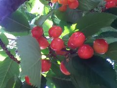 ɐ^n}[̔t[c_ւ̓eʐ^1