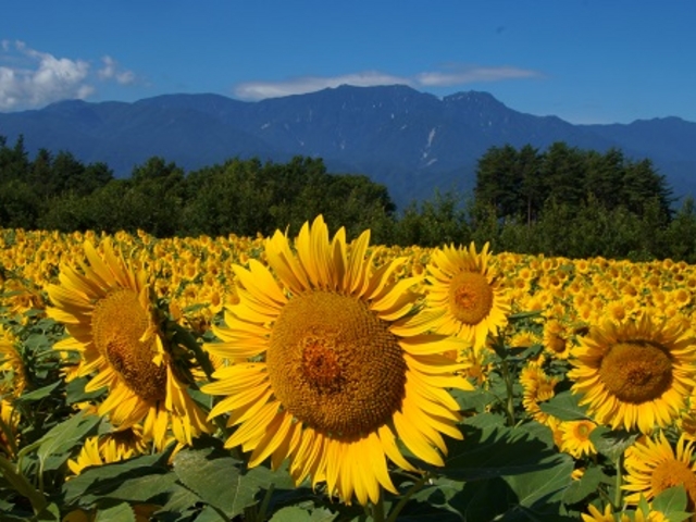 �Ђ܂��_�n�C�W�̑��@�N������