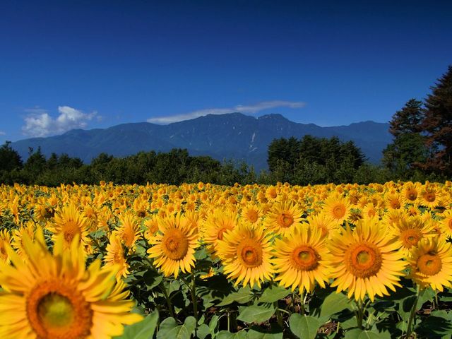 �Ђ܂��_�n�C�W�̑��@�N������