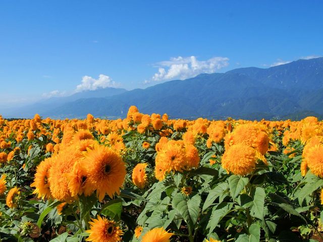 �Ђ܂��_�n�C�W�̑��@�N������