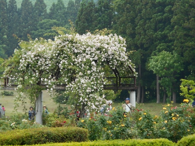 �����́A�X�L�[��̖T_�����b�c���[�Y�J���g���[