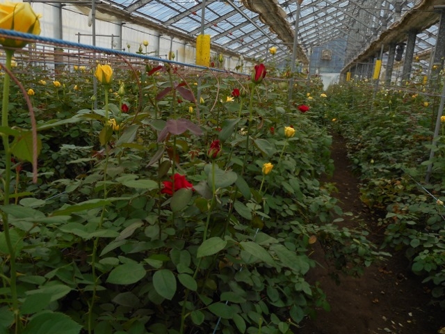 �o���̃r�j�[���n�E�X���R���A���ɂ�����܂����`_�����b�c���[�Y�J���g���[