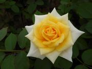 Ђ낳̓bc[YJg[̓eʐ^4