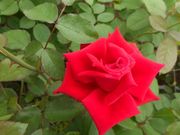 Ђ낳̓bc[YJg[̓eʐ^5