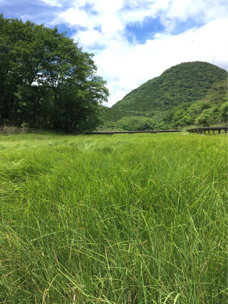 大沼