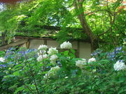 �M�ʗ�����̂��������̎R���O�����̓��e�ʐ^1