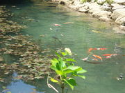 �M�ʗ�����̂��������̎R���O�����̓��e�ʐ^2