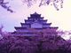 メイさんの鶴ヶ城公園の桜への投稿写真3