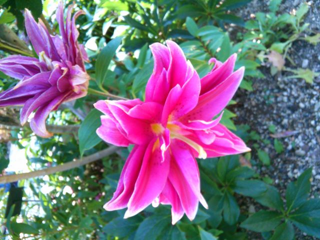 ���d�̃���_�͂܂܂t�����[�p�[�N