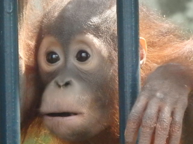 �I�����E�[�^���̎q��_���R������