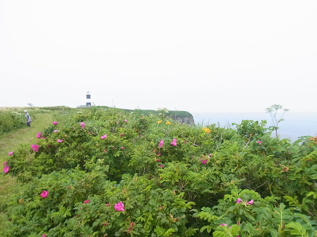 �n�}�i�X�Ɠ���_�\�斦�C��