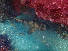 [̈ɓ_CrOXN[ gbcւ̓eʐ^1