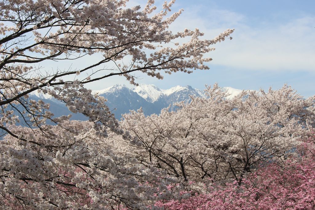 大草城址公園の桜 アクセス 営業時間 料金情報 じゃらんnet