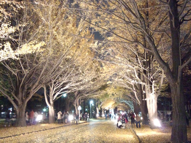 ���C�g�A�b�v���ꂽ�J�̋�Ǖ��؁@_�k��C�`���E����