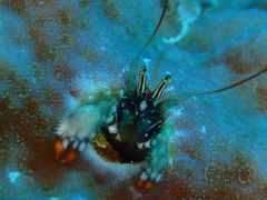 CT26̃}[v_Ngւ̓eʐ^1