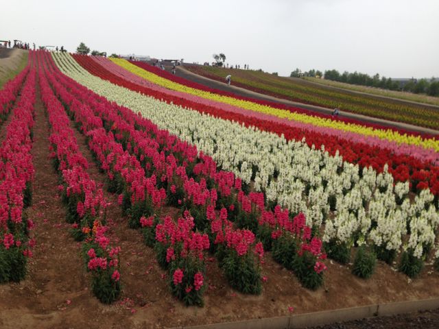 ���ꂢ�I_�l�G�ʂ̋u