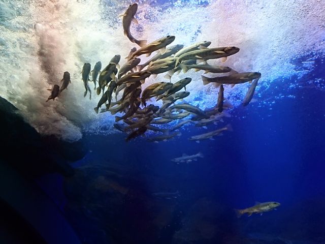 qBтłB
l͑lȂ̊yݕAꏏɊy߂܂&#10071;_k̑n̐