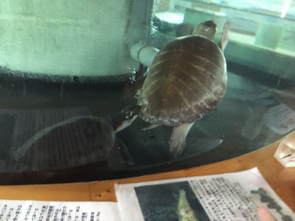 出の山淡水魚水族館