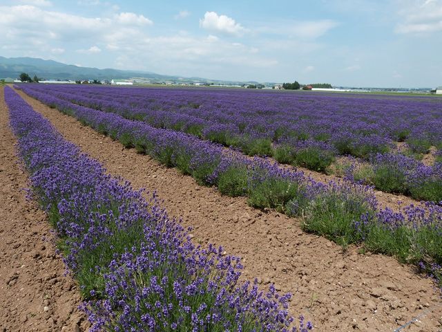 �x�c�t�@�[���E���x���_�[�C�[�X�g_���x���_�[��