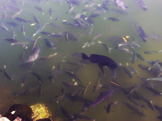 ����Ă��܂�_���_�r�i�R�������s�j