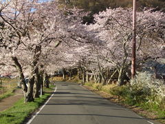 アロハさんの海津大崎の桜の投稿写真1