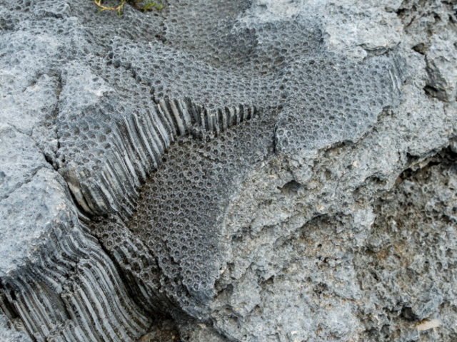 �d����ɂȂ��Ă܂����A�`�̓T���S���̂��́B_���ߍ�