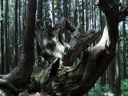 pontâQPI̐X̓eʐ^1