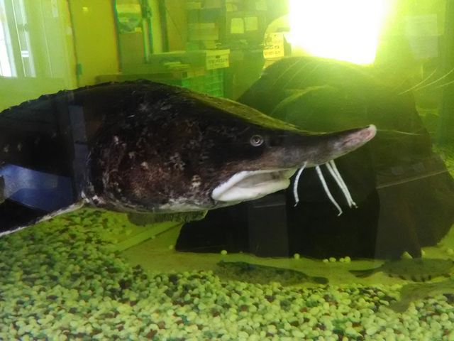 ���̂��`���E�U�������܂���_���H�t�B�b�V���[�}���Y���[�tMOO�EEGG