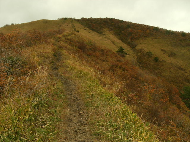 ibokororȉfR̓eʐ^2