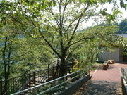 Ԃ񂳂̖Ȋ΍؂̓eʐ^1