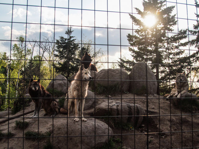 �����̃I�I�J�~���񂽂��B_���R������