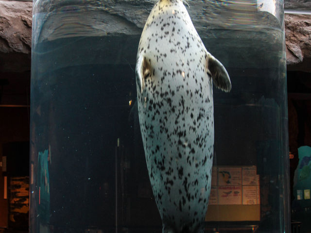 ���V����A�U���V�B
��l�C�X�|�b�g�ł��B_���R������