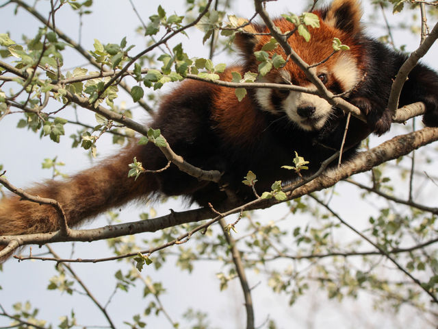 ���R�̎��ɂ��镵�͋C�B_���R������