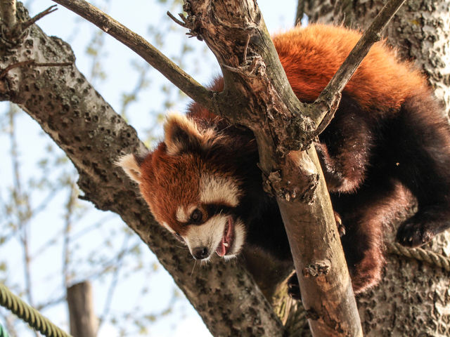 ���b�T�[�p���_�����R�ɋ߂����œW������Ă��܂��B_���R������