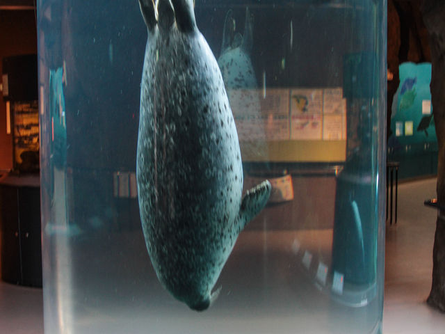 ���V����A�U���V�B
�C�����悳�����ł��B_���R������