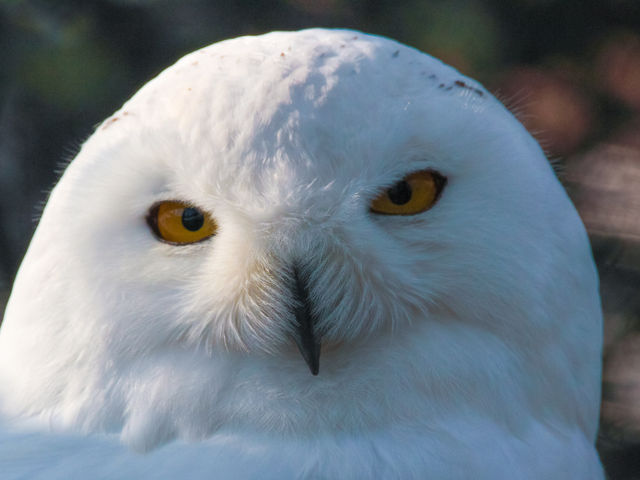 �V���t�N���E�B�Ⴊ���F�ł��B_���R������