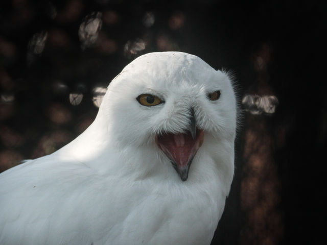 �V���t�N���E�̂����сH�H_���R������