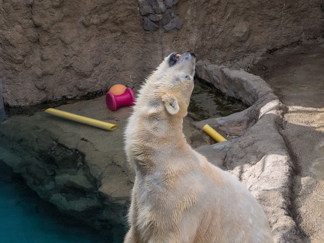 �O���O����葱���Ă��܂��B�O���b�ƈ�����Ă��̏ꏊ�ŕK�����̃|�[�Y�����܂��B_���R������