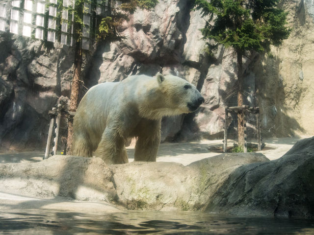 �V���N�}����B�K���X�z���ł��B_���R������