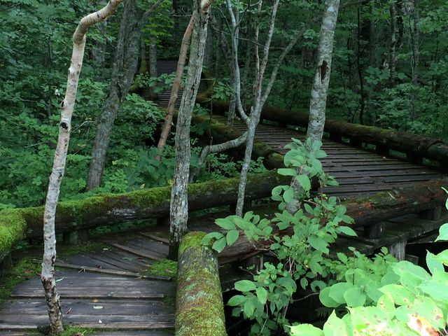 �Ӗ쒹�̐X�ώ@�H