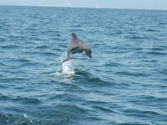 CJ̎q_VόCJEHb`O htBN[Y