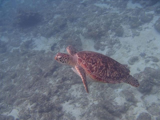 ���Ãr�[�`�ŊC�K���ɉ�܂����B�e�q�ł����̂Ŋ����B_���Ó�