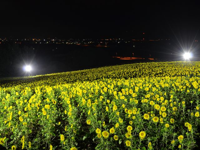 �Ђ܂�蔨�̃��C�g�A�b�v�B
�����ɂ͒��̖�i�������܂����B_�Ȃ��Ђ܂�蔨