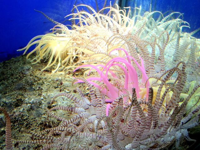 �����ق̃J���t���ȃC�\�M���`���N_���{�C������