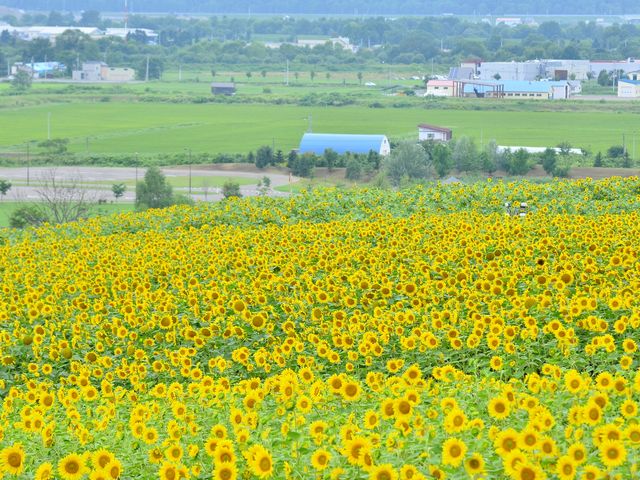 �L��ȂЂ܂�蔨�I
���C�ɍ炢�Ă��܂����B_�Ȃ��Ђ܂�蔨