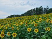 wacky̖kCTs[p[N̓eʐ^1