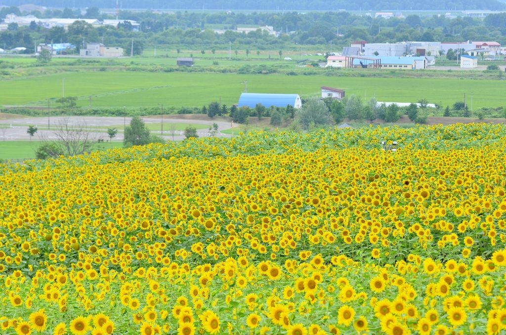 【全国】ひまわり畑31選！一面黄色の絨毯と青空のコントラストが絶景すぎる！
