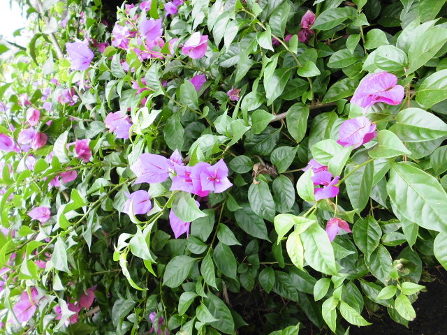 �����݂���̐��̈��M�ѐ��A���Q���̓��e�ʐ^1