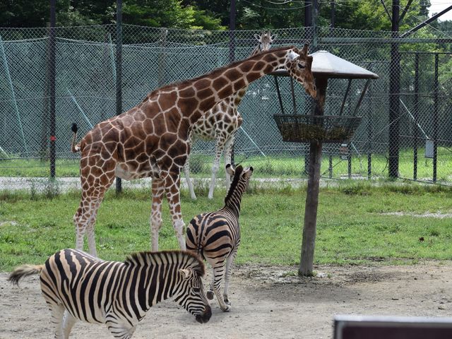 �ߐ{�T�t�@���p�[�N